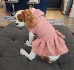 Elegant Pink Dog Dress with Hood